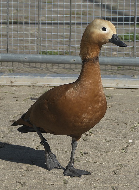 非常谨慎